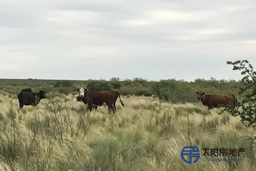 位于彭巴草原(Pampa)西中心最好的家畜开发之一
