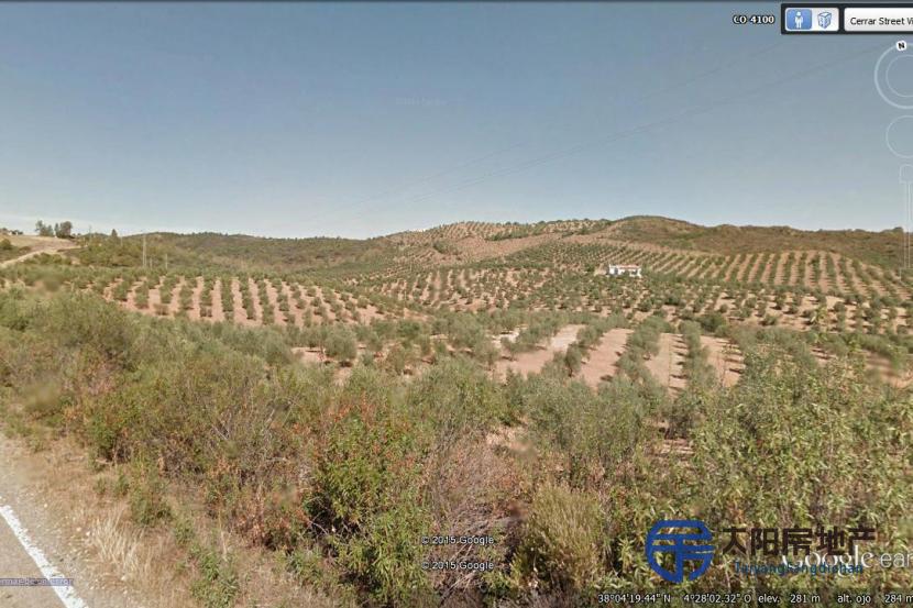 科尔多瓦，蒙托罗 有一片种植橄榄树的土地
