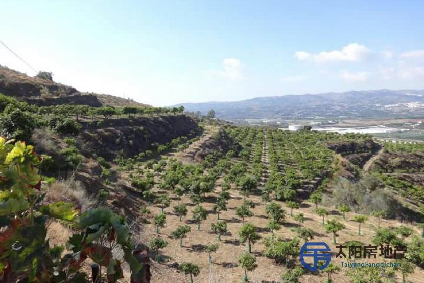 Venta de finca de 16 Hectáreas las cuales 8 Hectáreas son de mangos las otras están sin plantar. 