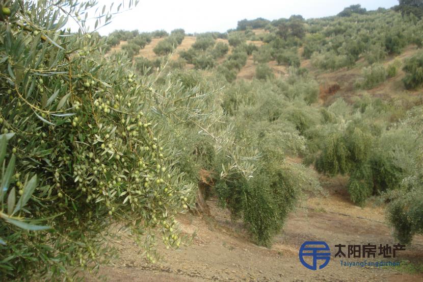 Finca agrícola de olivar de regadío en plena producción con vivienda. Posibilidad de construir complejo hostelero.
